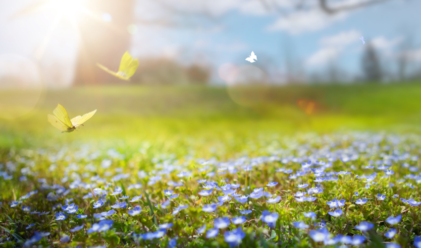 Continuous improvement metaphor - an image of Butterflies flying over flowers and grass