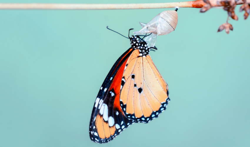 Butterfly emerging from chrysalis, business transformation, change metaphor