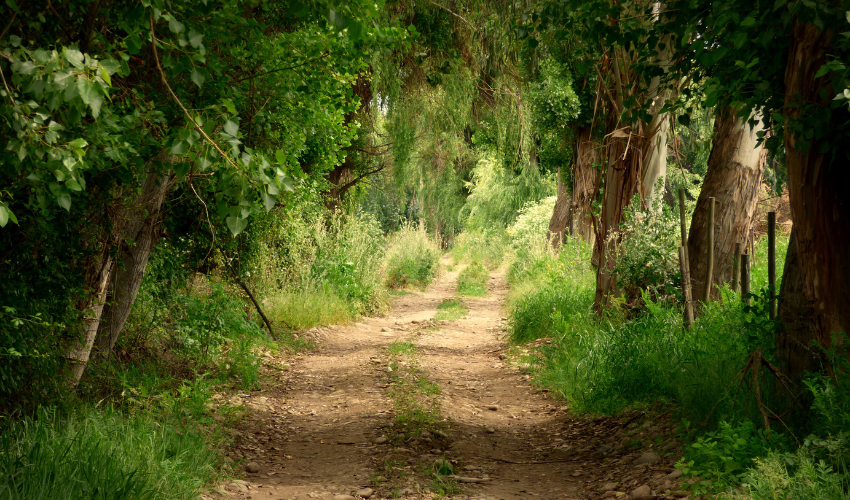 Clear, straight path through a forest representing the confidence and clarity in embracing change with Prosci Change Management.