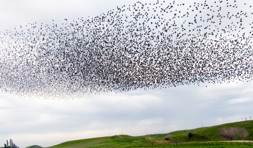 A flock of birds flying in formation, representing the necessity of coordination and alignment in change management implementation.