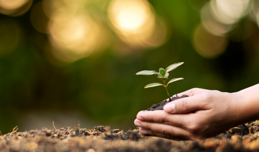 A hand cradling a young plant over soil, representing growth and nurturing, key themes in Corporate Social Responsibility project development and management.