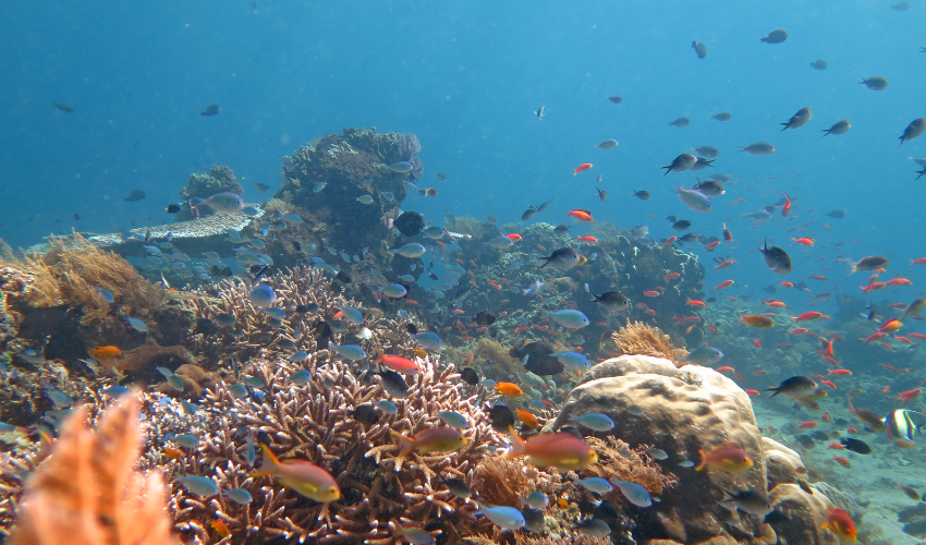 Thriving corals representing the growth, resilience, and interconnected benefits achieved through Prosci Change Management.